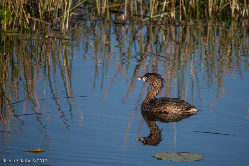 Pied-Billed Grebe