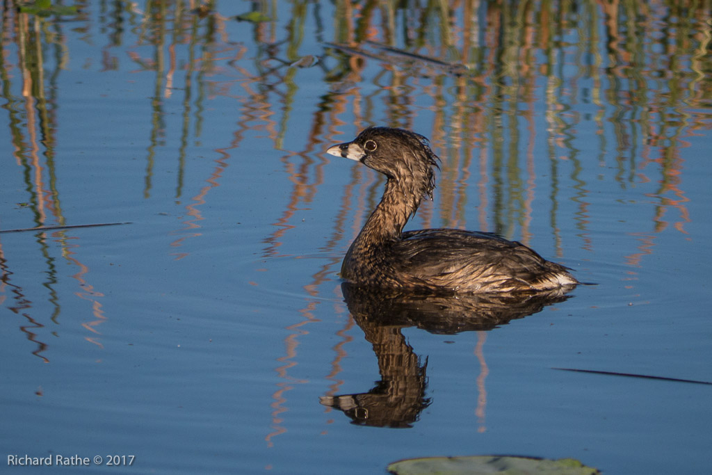 Pied-Billed Grebe