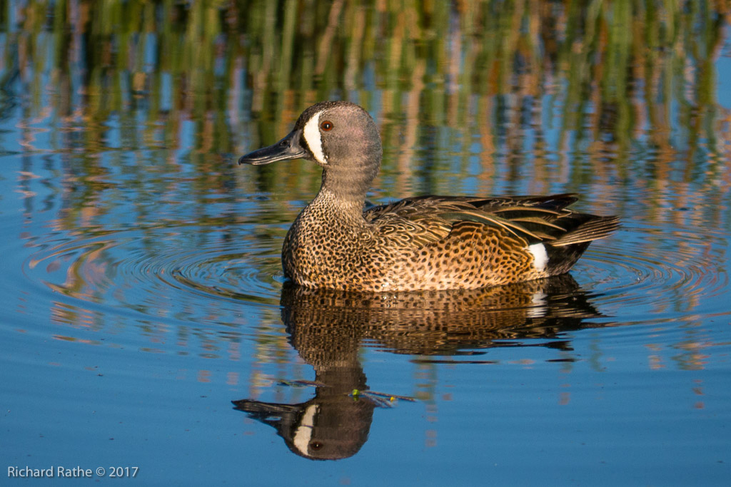 Blue-Winged Teal