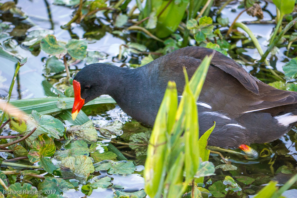 Moorhen