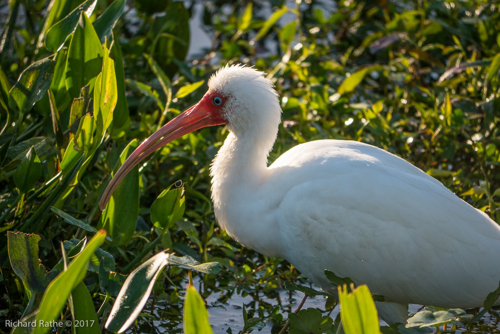White Ibis