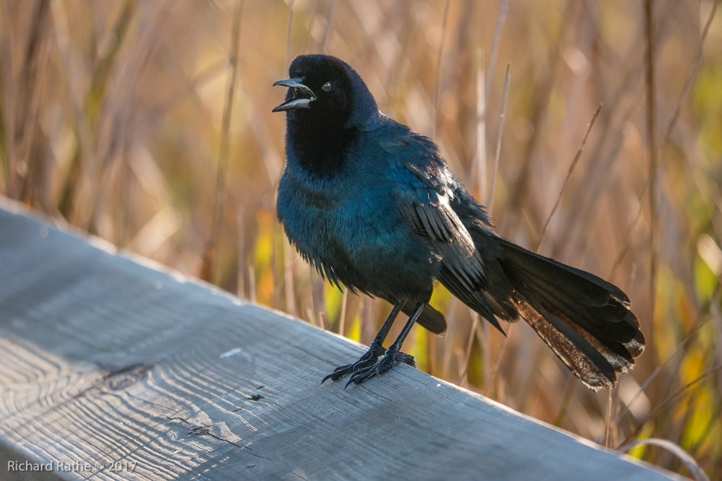 Boat-Tailed Grackle
