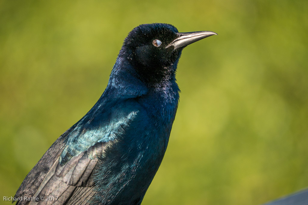 Boat-Tailed Grackle