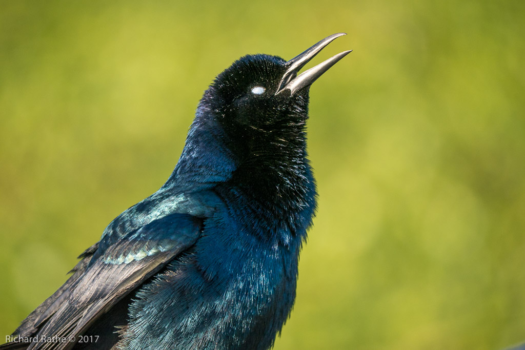 Boat-Tailed Grackle