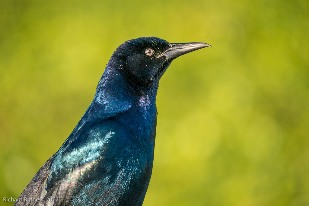 Boat-Tailed Grackle