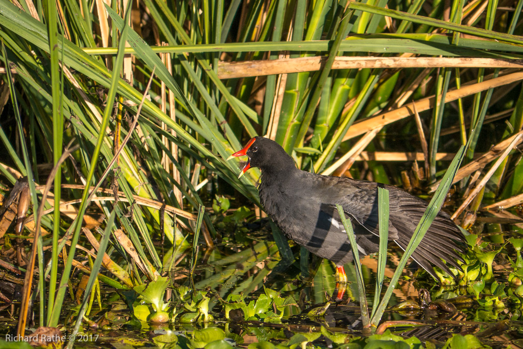 Moorhen