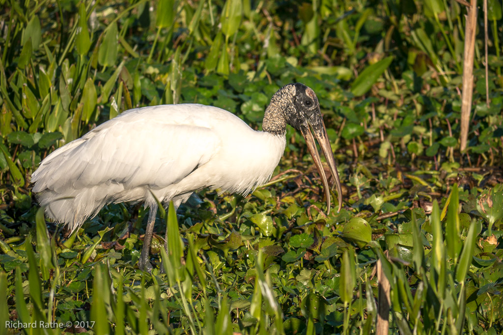 Wood Stork