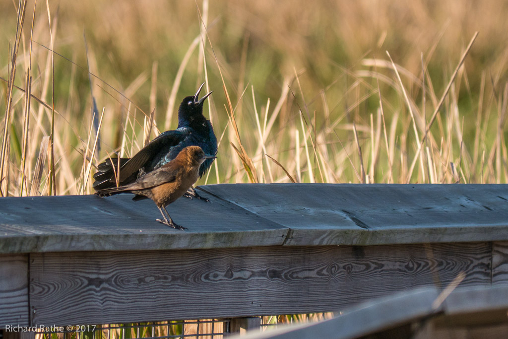 Boat-Tailed Grackle