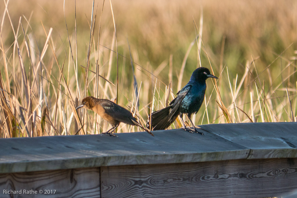 Boat-Tailed Grackle