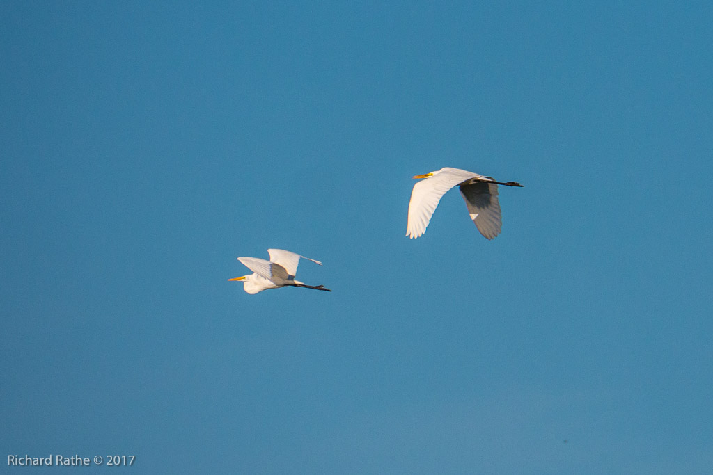 Great Egret