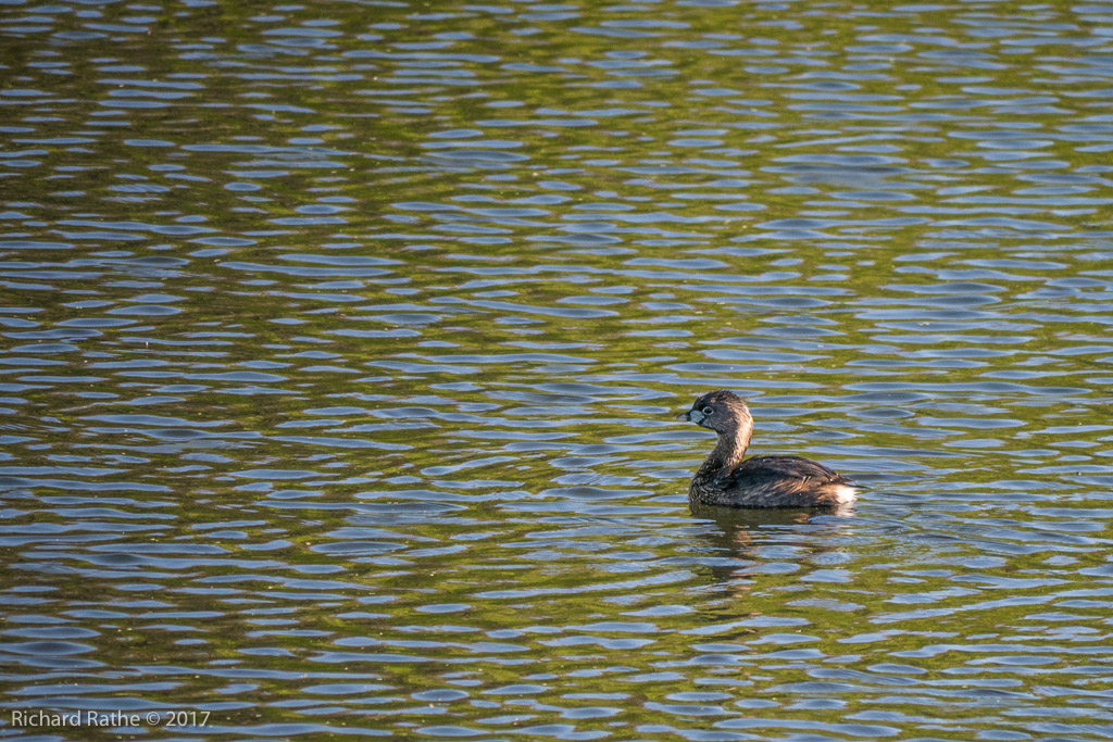 Pied-Billed Grebe