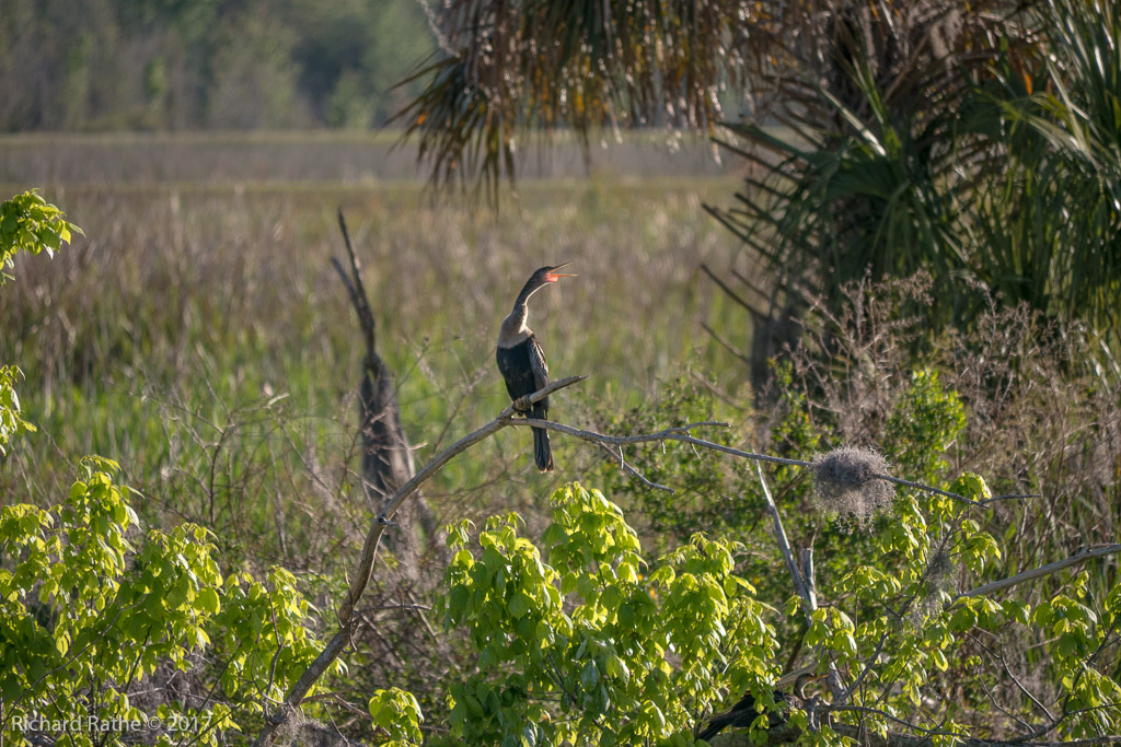 Anhinga