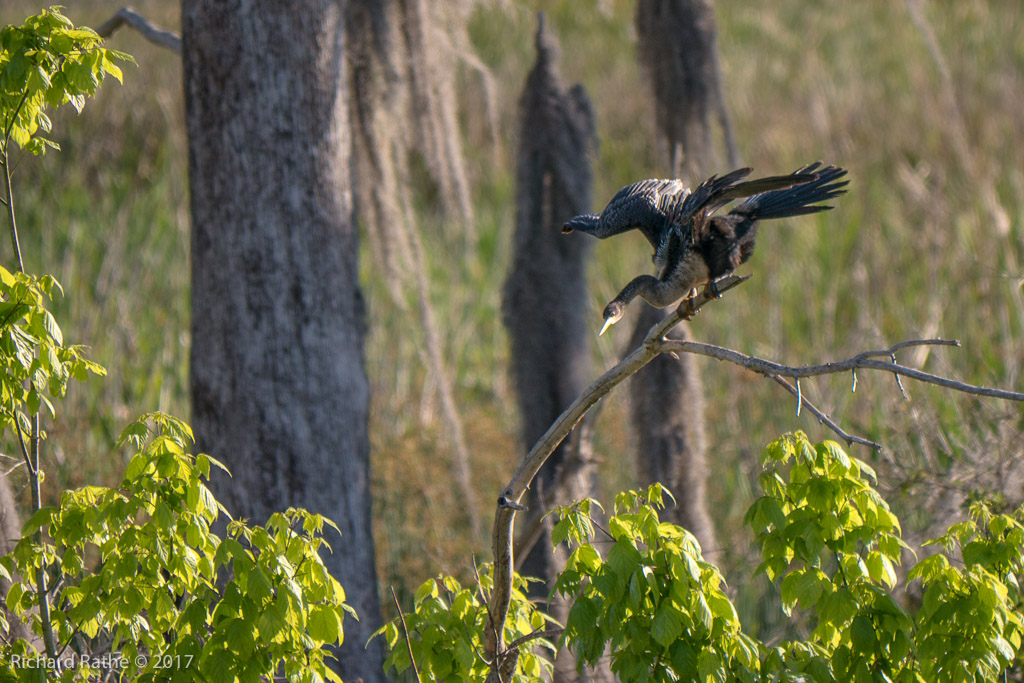 Anhinga