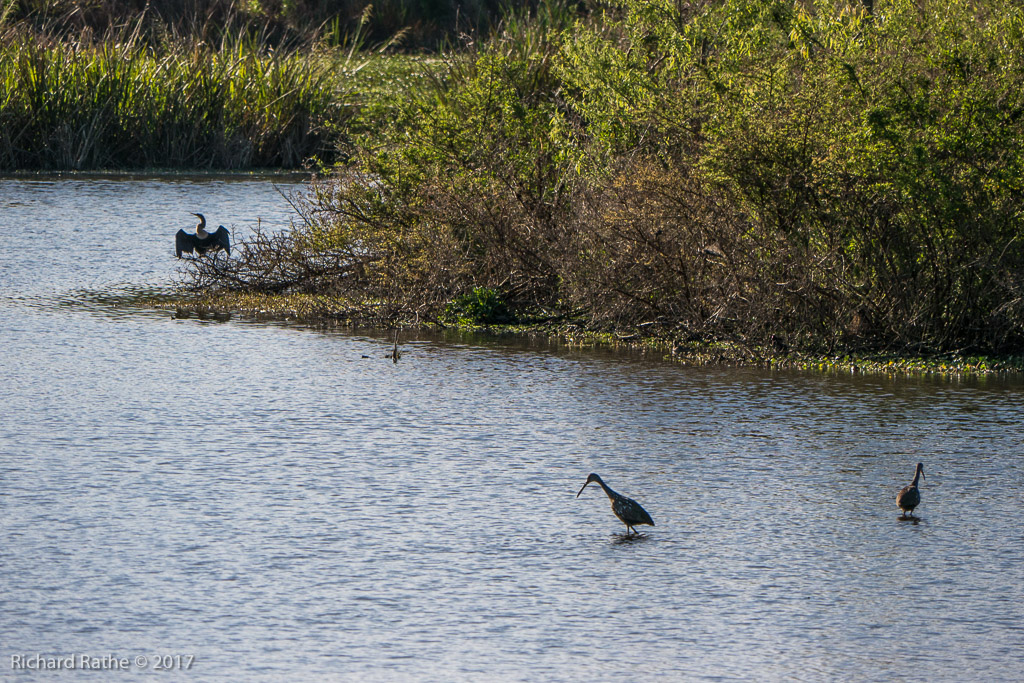Anhinga & Limpkin