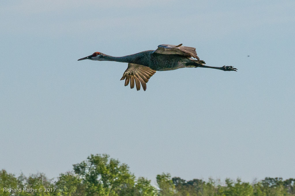Sandhill Cranes