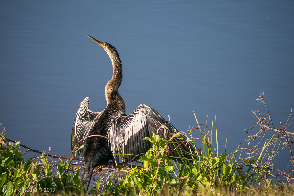 Anhinga