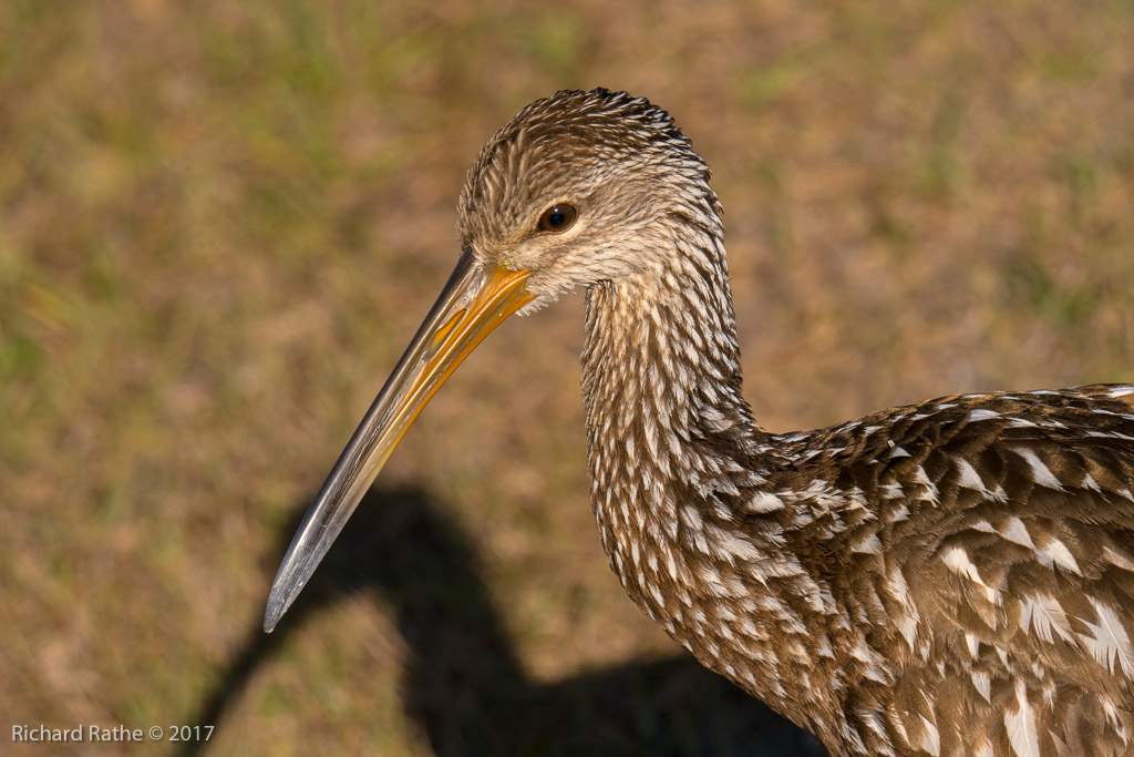Limpkin