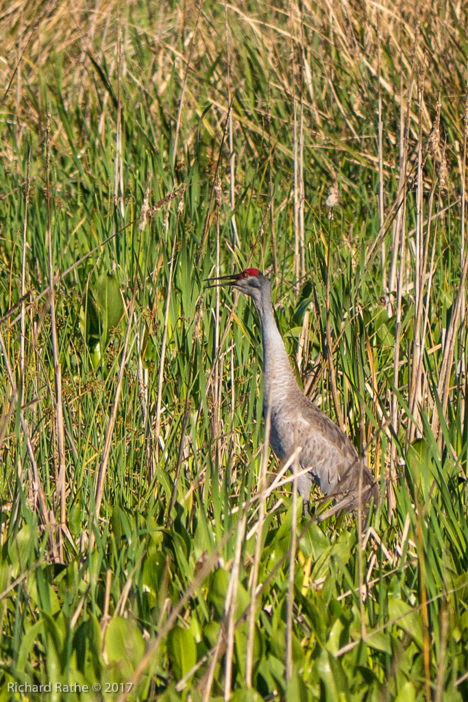 Sandhill Crane