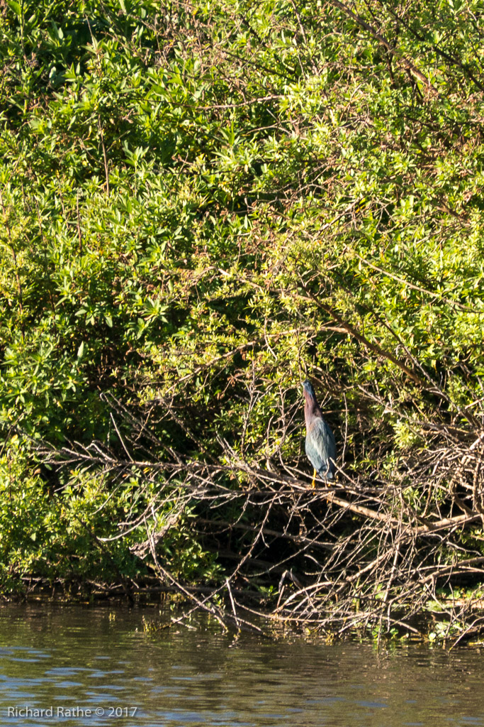 Little Green Heron
