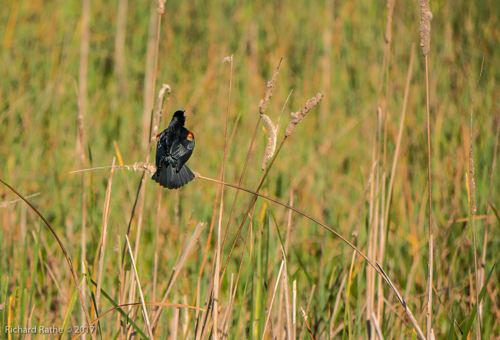 Red-Winged Blackbird
