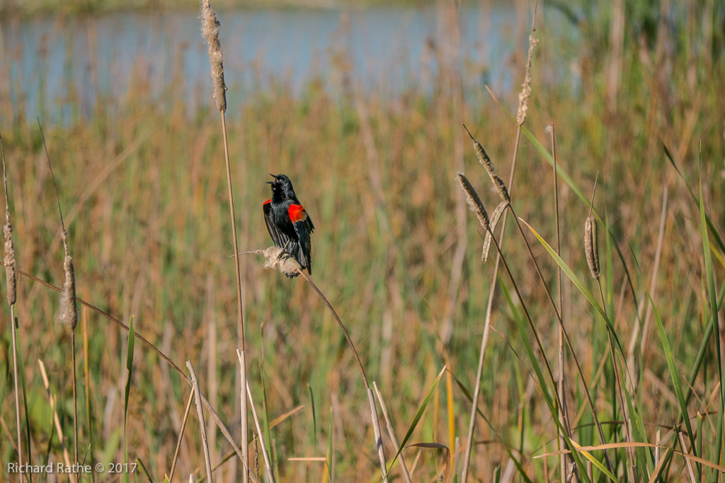 Red-Winged Blackbird