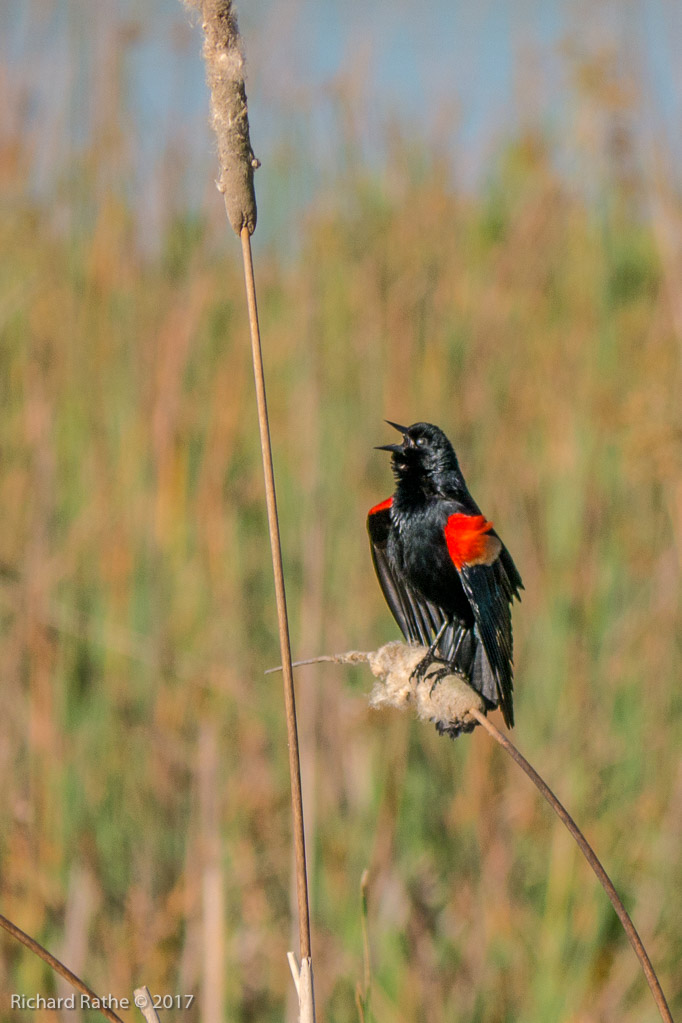 Red-Winged Blackbird