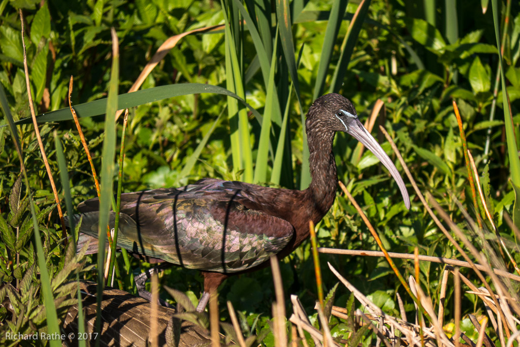 Glossy Ibis