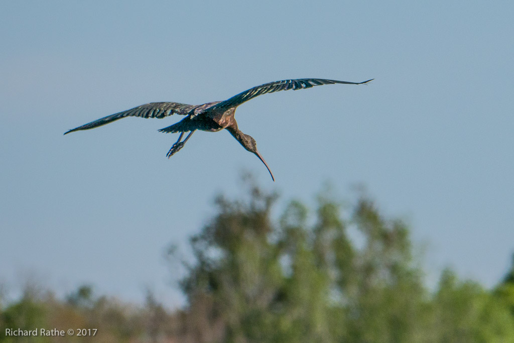 Glossy Ibis
