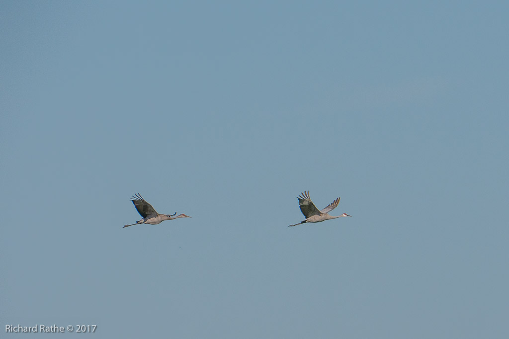 Sandhill Cranes