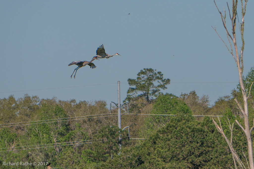 Sandhill Cranes