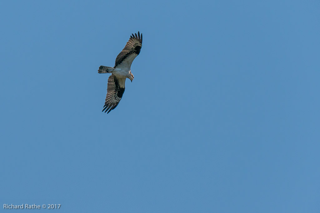 Osprey