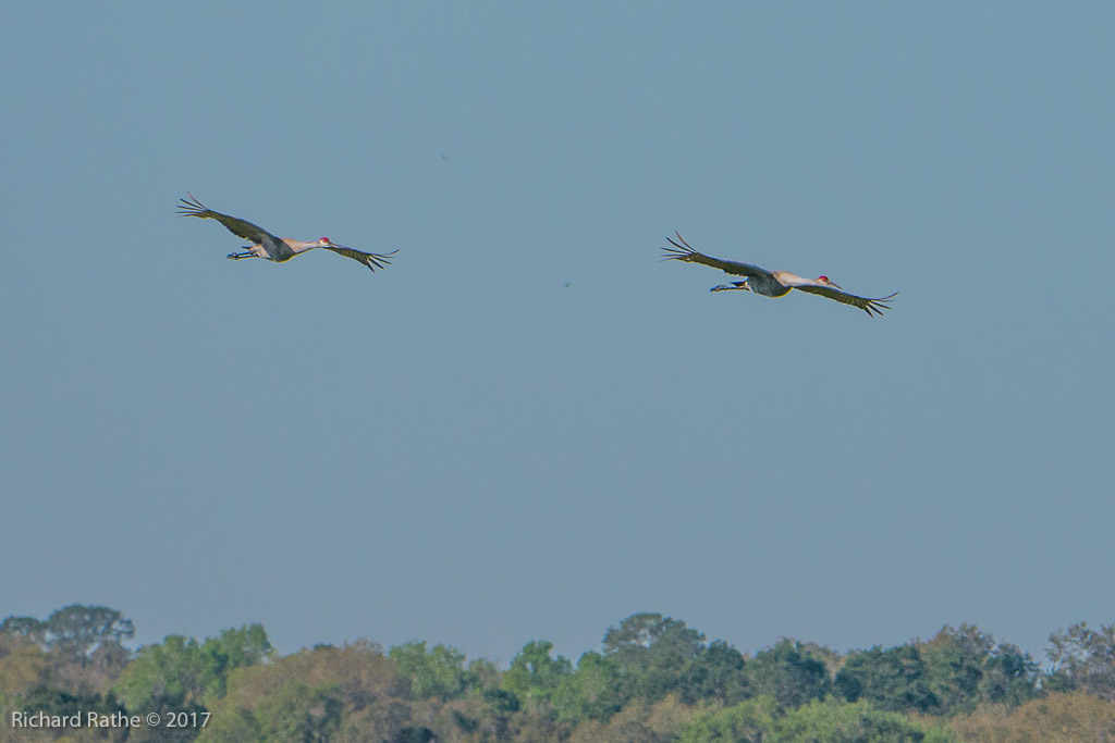 Sandhill Cranes