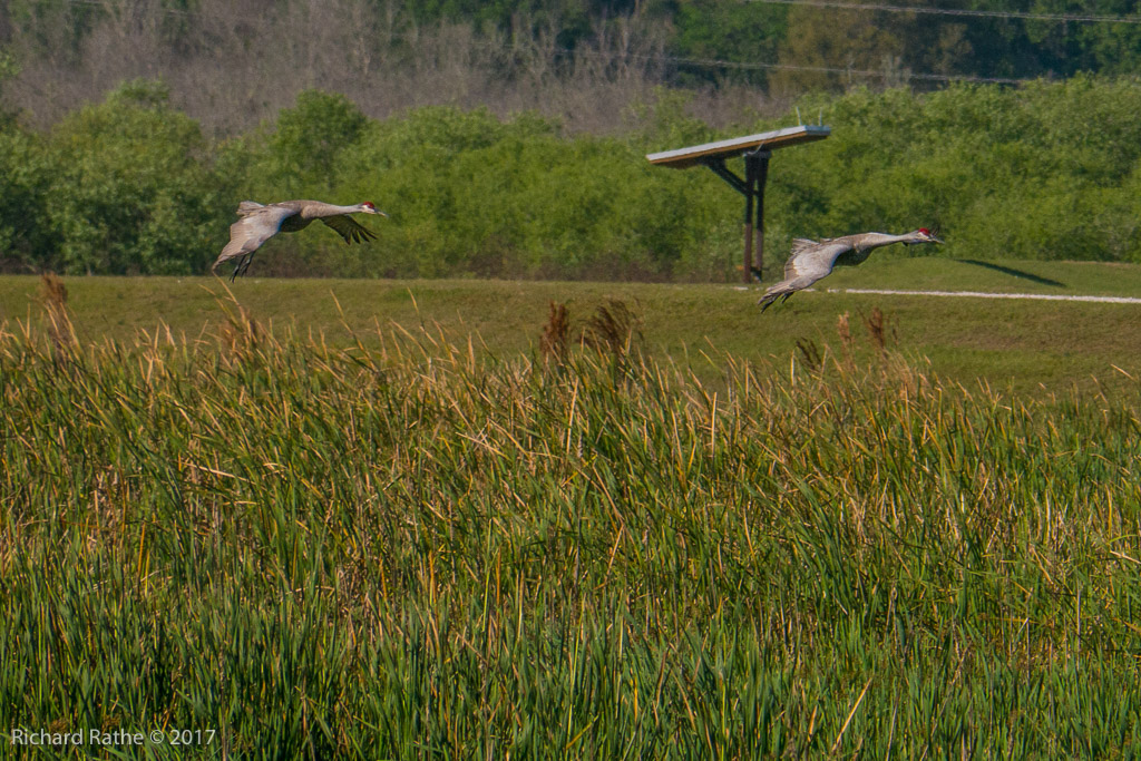 Sandhill Cranes