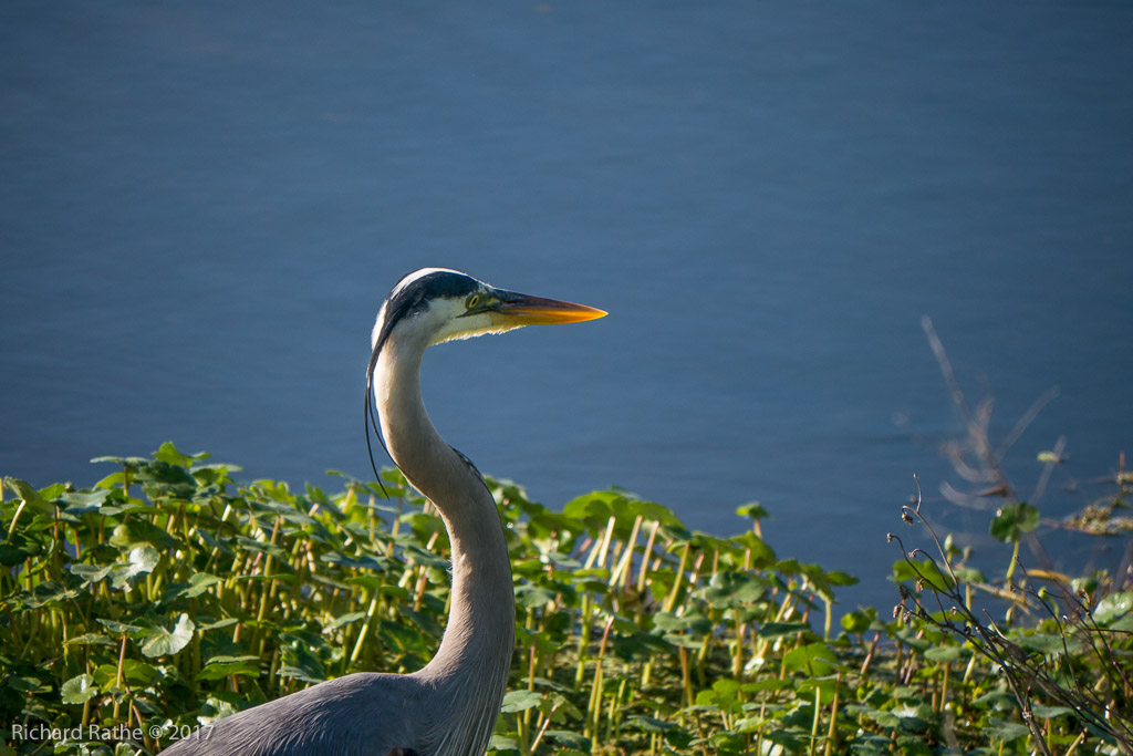 Great Blue Heron