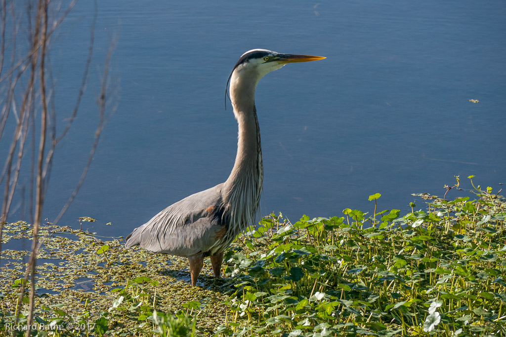 Great Blue Heron