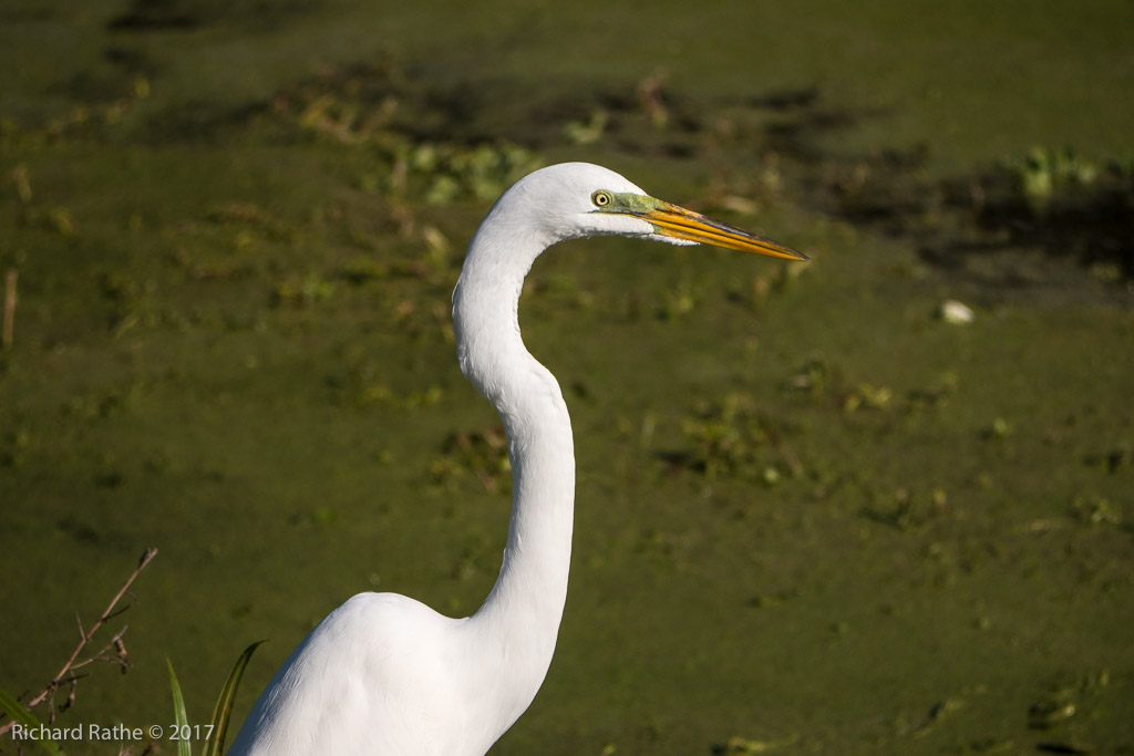 Great Egret