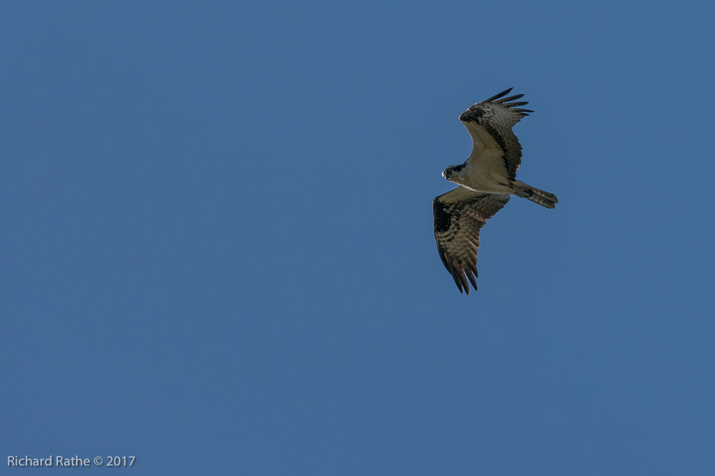 Osprey
