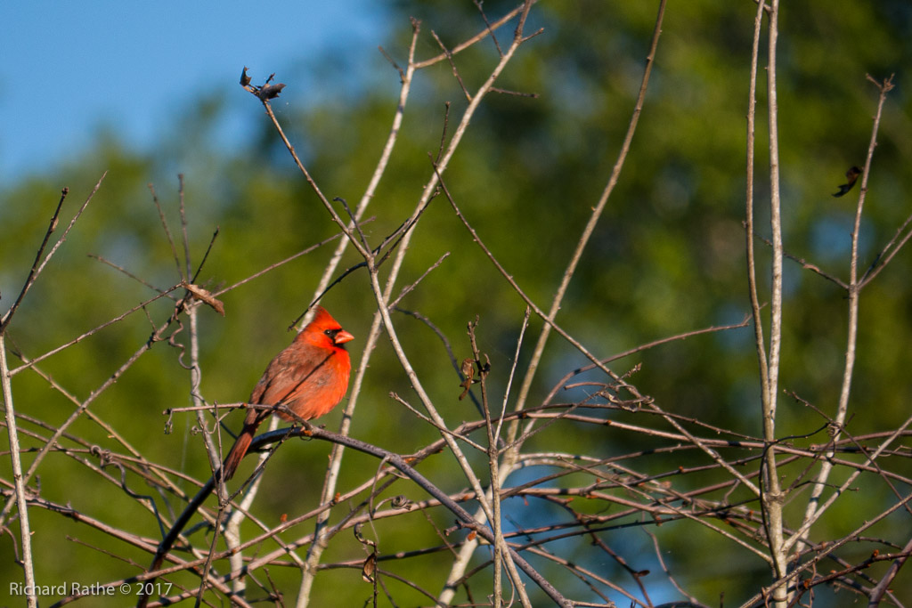 Cardinal