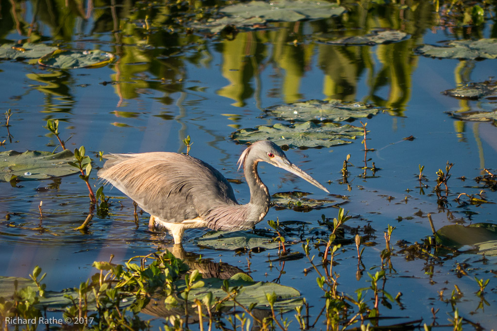 Tri-Colored Heron