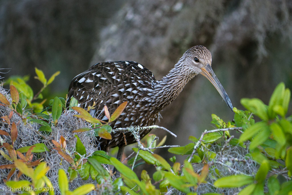 Limpkin