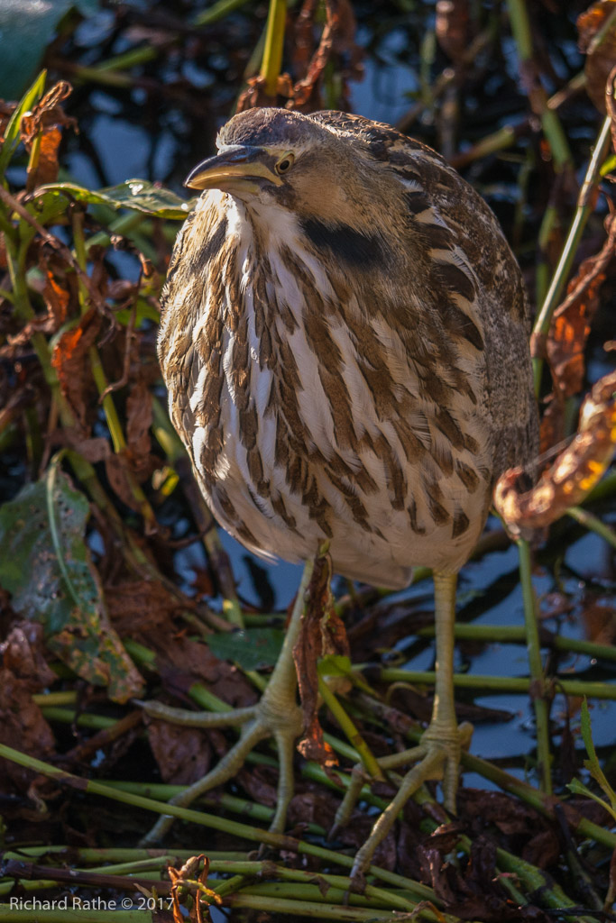 American Bittern