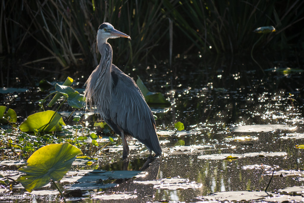 Great Blue Heron
