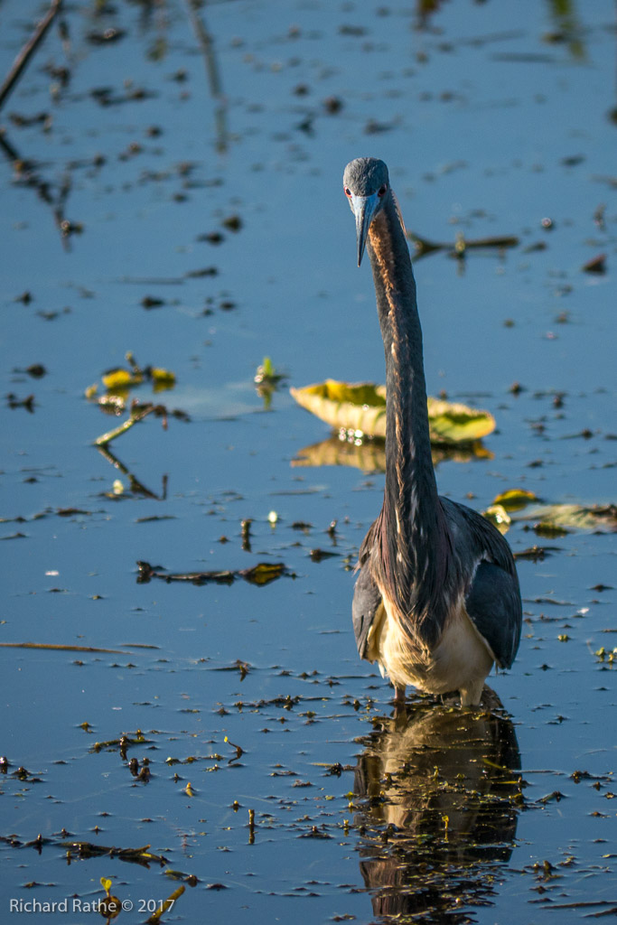 Tri-Colored Heron