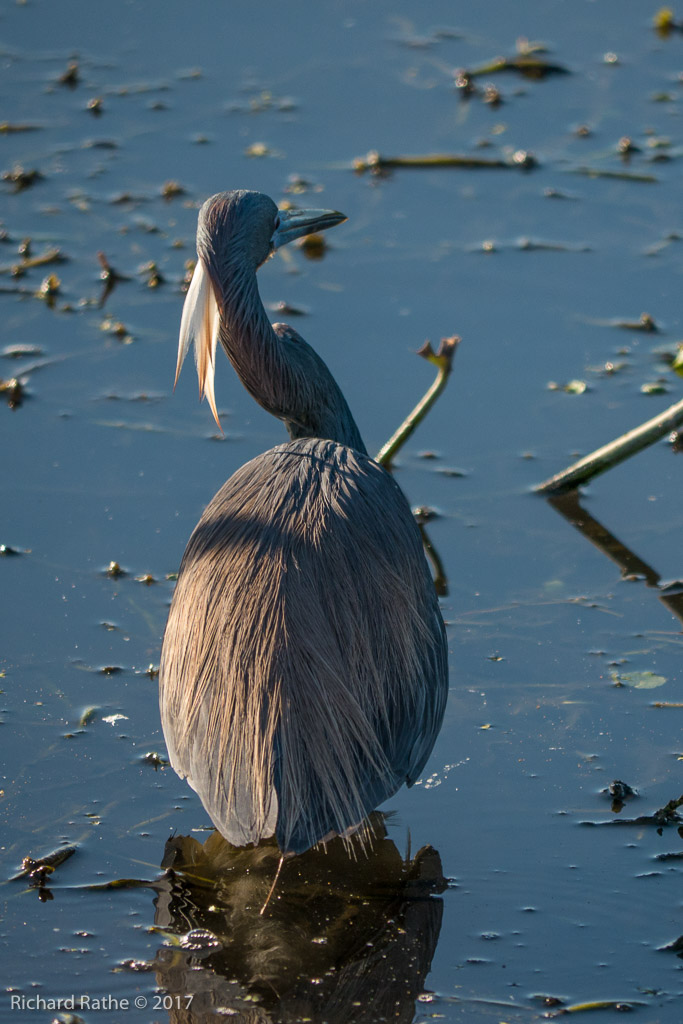 Tri-Colored Heron