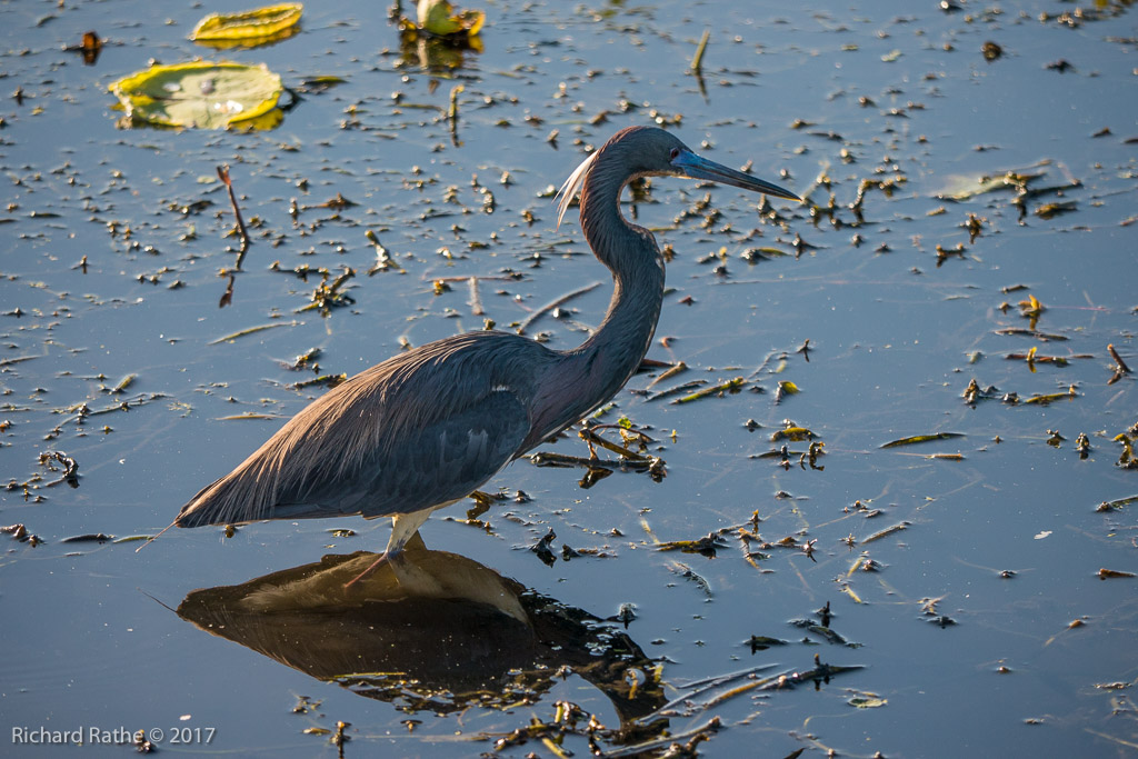 Tri-Colored Heron