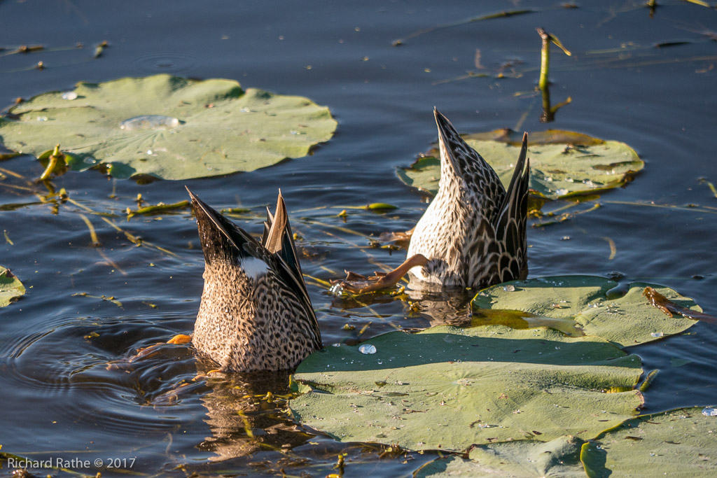 Blue-Winged Teal