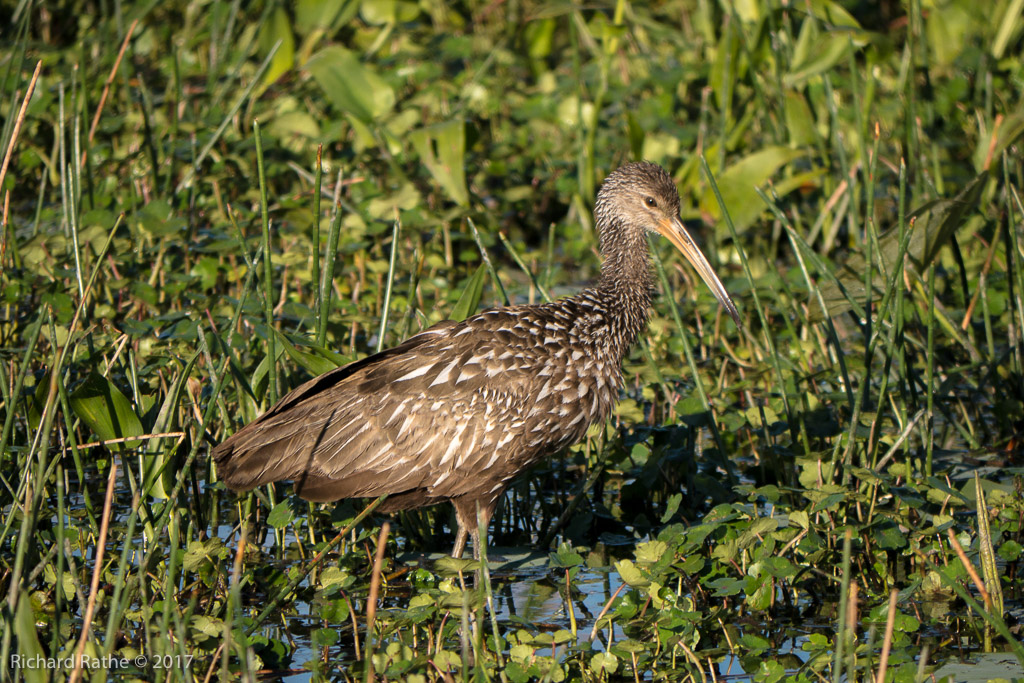 Limpkin