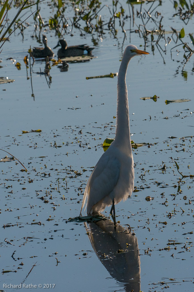 Great Egret