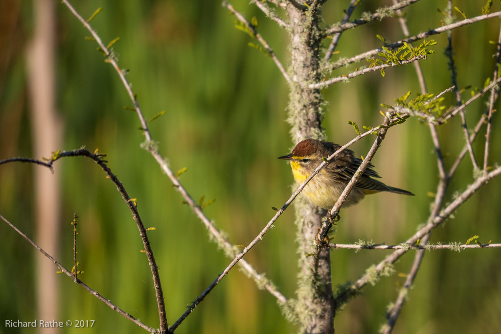 Palm Warbler