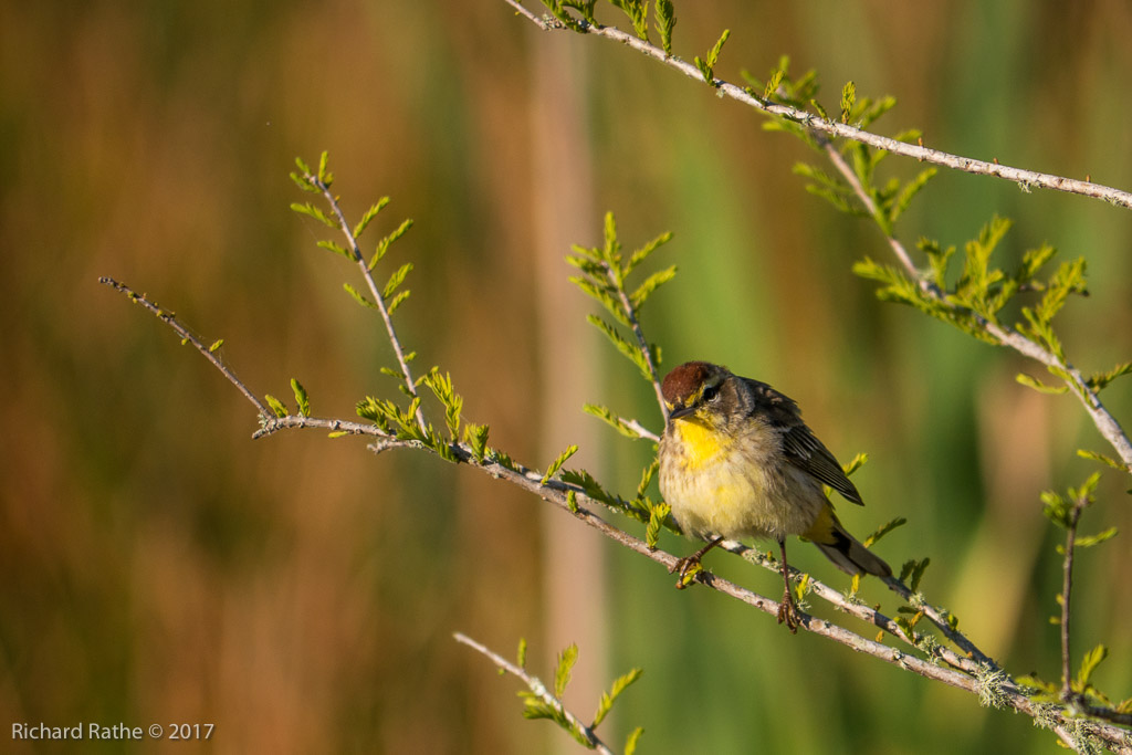 Palm Warbler